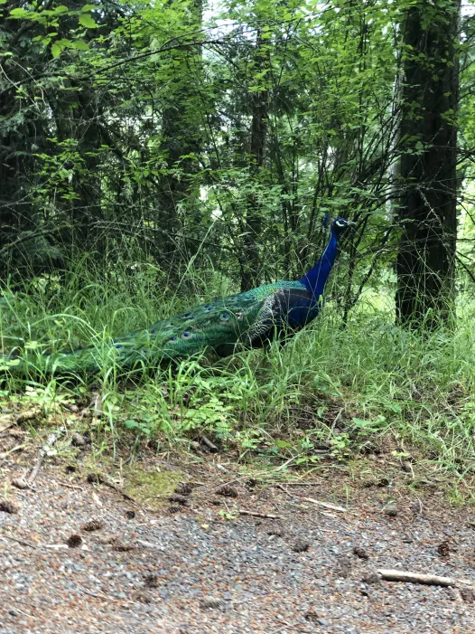 Peacock